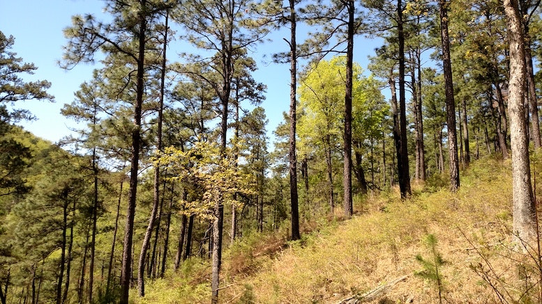 1672950333564 Berrycollegelongleafpineproject