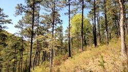 1672950333564 Berrycollegelongleafpineproject 1672950333564 Berrycollegelongleafpineproject