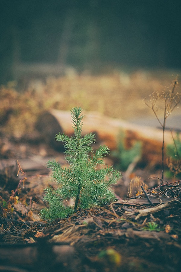 1673021708004 Treeplanted