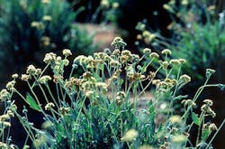 1673041490578 Bridgestoneresearchesnaturalrubbersources 1673041490578 Bridgestoneresearchesnaturalrubbersources