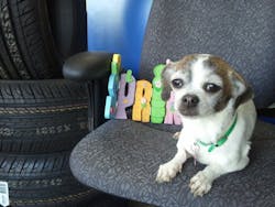 1673043218778 Isyourcompanygoingtothedogs 1673043218778 Isyourcompanygoingtothedogs