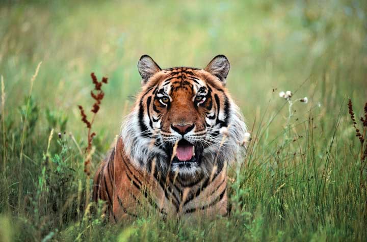 1673278448245 Counterintelligenceilovetigers