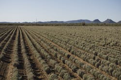 cooper-reports-progress-on-guayule-research