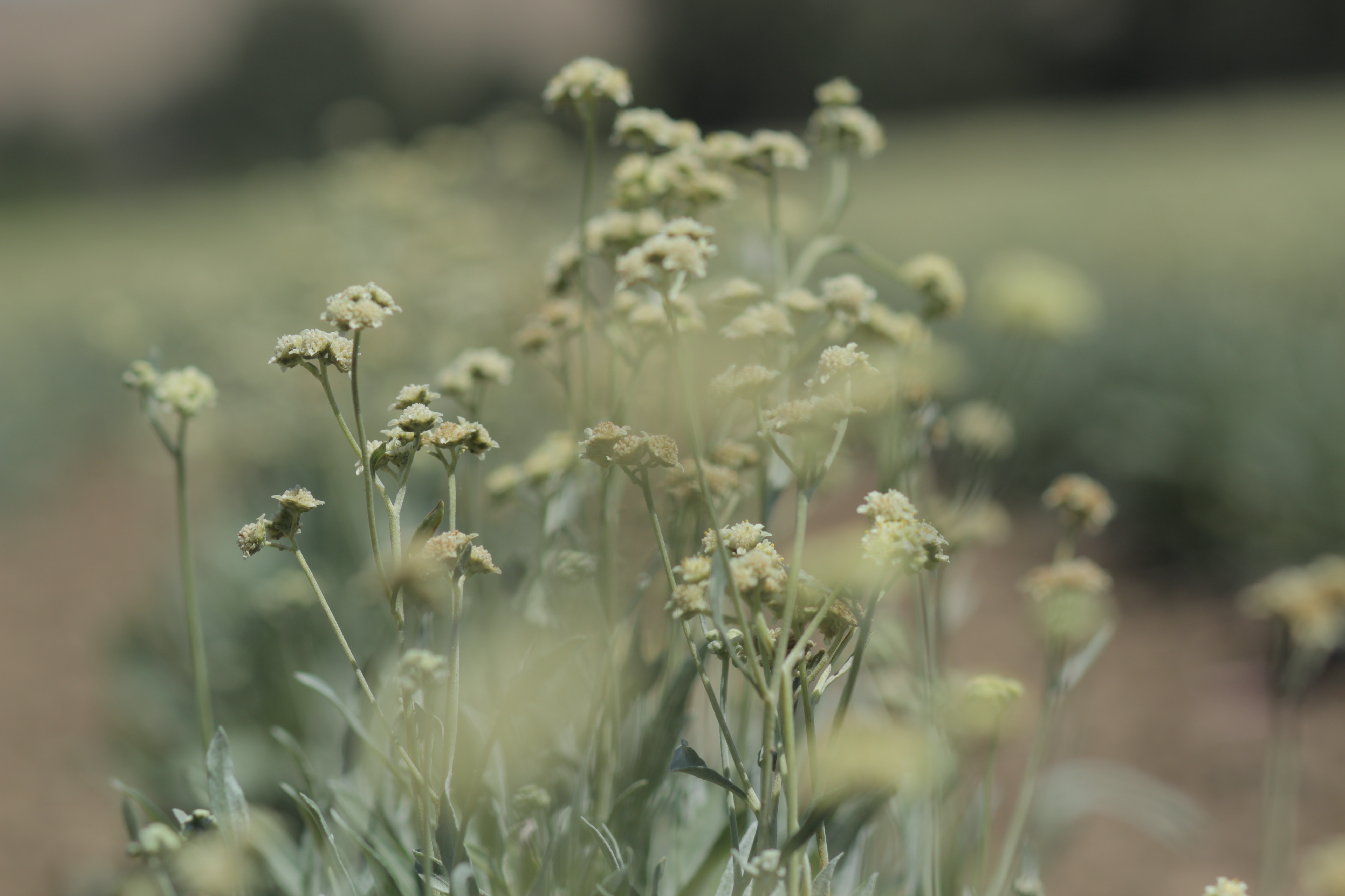 1673283807269 Pirellitestsuhptiresmadeofalternativerubber