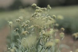 1673283807269 Pirellitestsuhptiresmadeofalternativerubber 1673283807269 Pirellitestsuhptiresmadeofalternativerubber