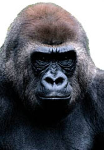 1673283931873 Competingagainstan800poundgorillabetterservicegivesdealersanedgeoverwalmart