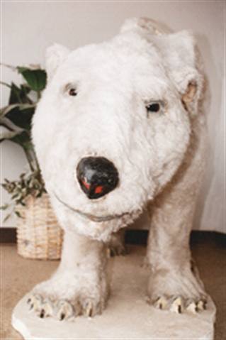 1673305066823 Mascotsevokememoriestiremakersbankedoncolorfulcharacterstohawkproducts