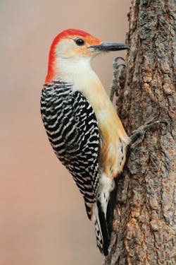 is-there-a-woodpecker-in-your-business