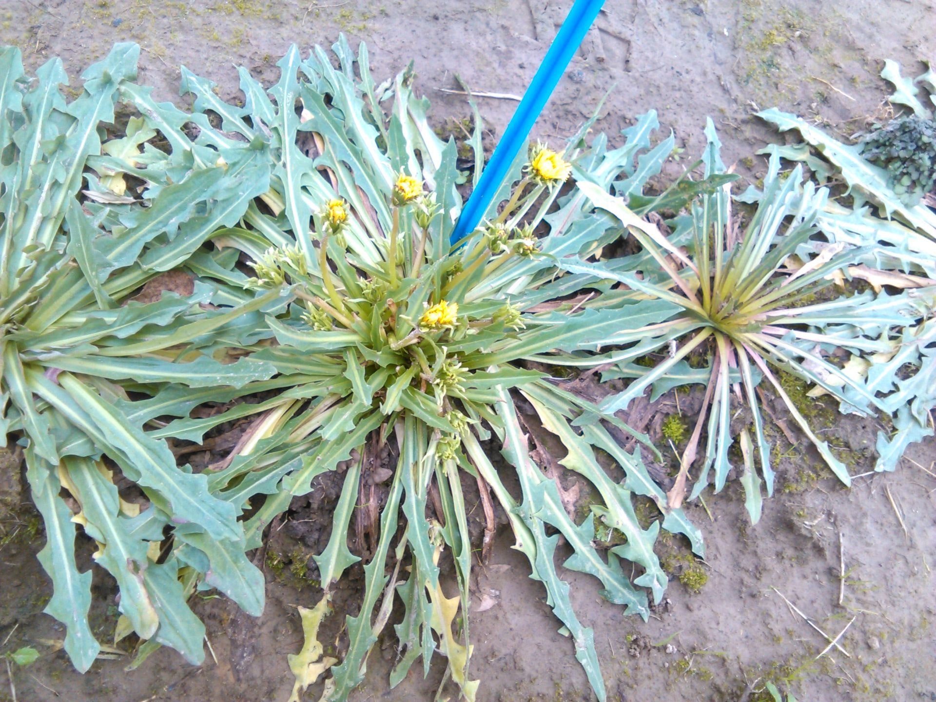 1673367298989 Mitascombinesfarmtiresanddandelions