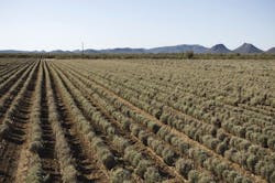 why-guayule-cooper-looks-for-a-substitution-for-natural-and-synthetic-rubber-and-finds-it-in-a-native-southwest-shrub