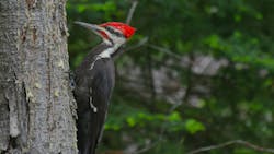 'Who wants a woodpecker living inside your tree? All he does is peck wood. And whether he’s an employee or a customer, he’s been pecking at your gross profit for however long he’s been there,' says McCarron. 'Who wants a woodpecker living inside your tree? All he does is peck wood. And whether he’s an employee or a customer, he’s been pecking at your gross profit for however long he’s been there,' says McCarron.